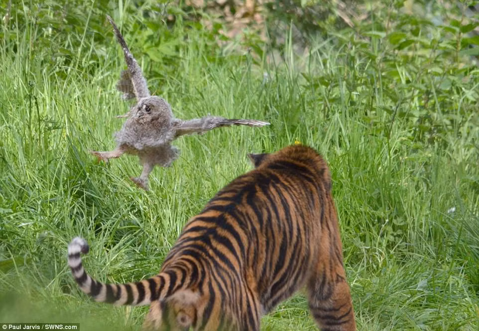 Con chim cú cố bay lên nhưng nó bị rơi xuống đất ngay cạnh đó. (Nguồn Daily Mail)