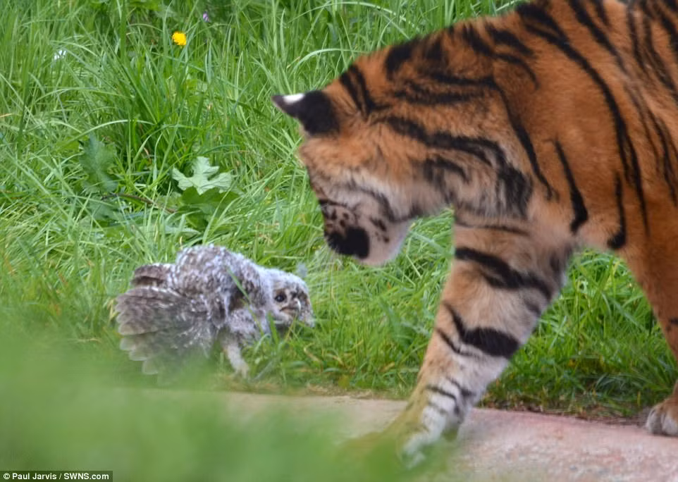 Nhân viên của vườn thú cho biết chim cú non vẫn đang học bay, nên nó không thể thoát thân dễ dàng. (Nguồn Daily Mail)