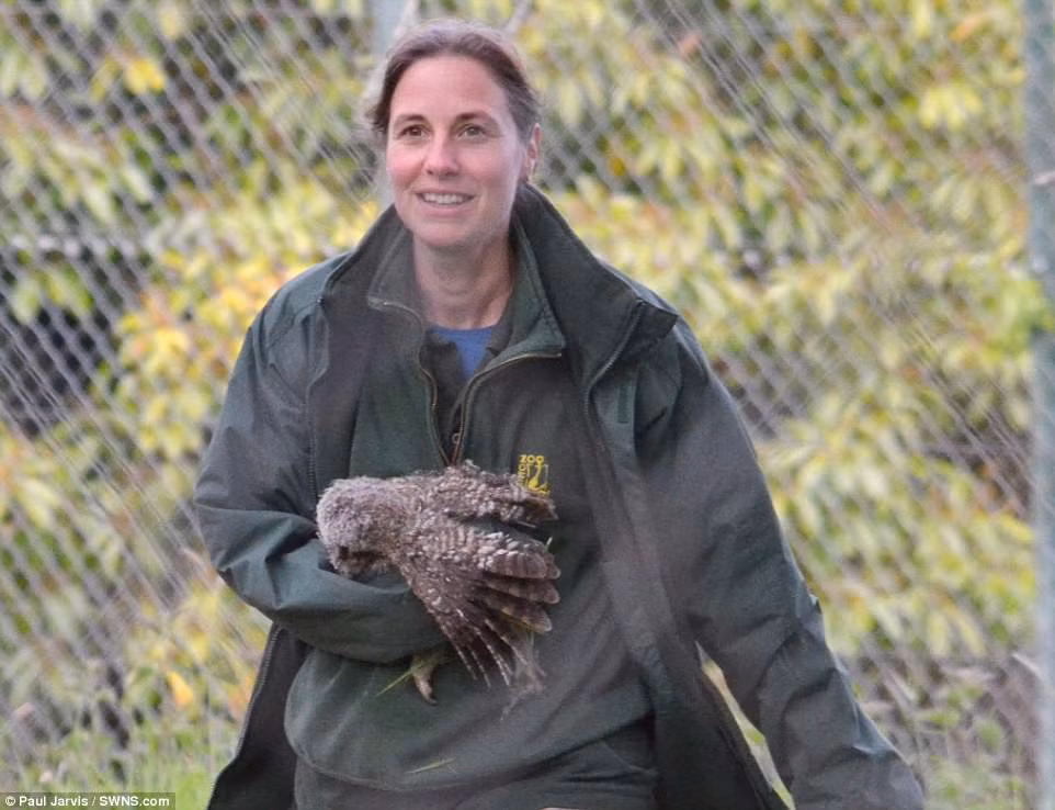 Chim cú non chỉ an toàn sau khi được nhân viên vườn thú giải cứu. (Nguồn Daily Mail)