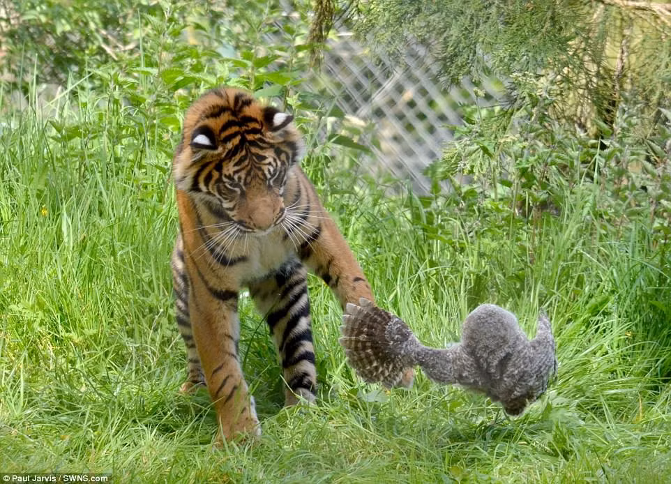 Hổ con tên Lucu dùng chân tấn công lại chim cú nhỏ đang cố gắng bay thoát. (Nguồn Daily Mail)