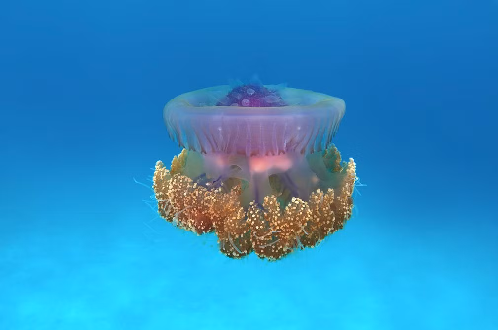 Sứa súp lơ bơi dưới biển Ấn Độ Dương ở ngoài khơi Maldives.