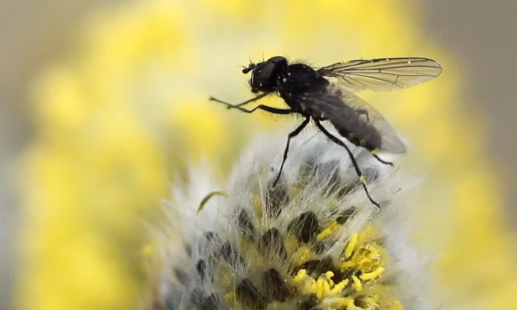 Ruồi đậu trên một bông hoa trong rừng ở Minsk, Belarus. (Nguồn Guardian)