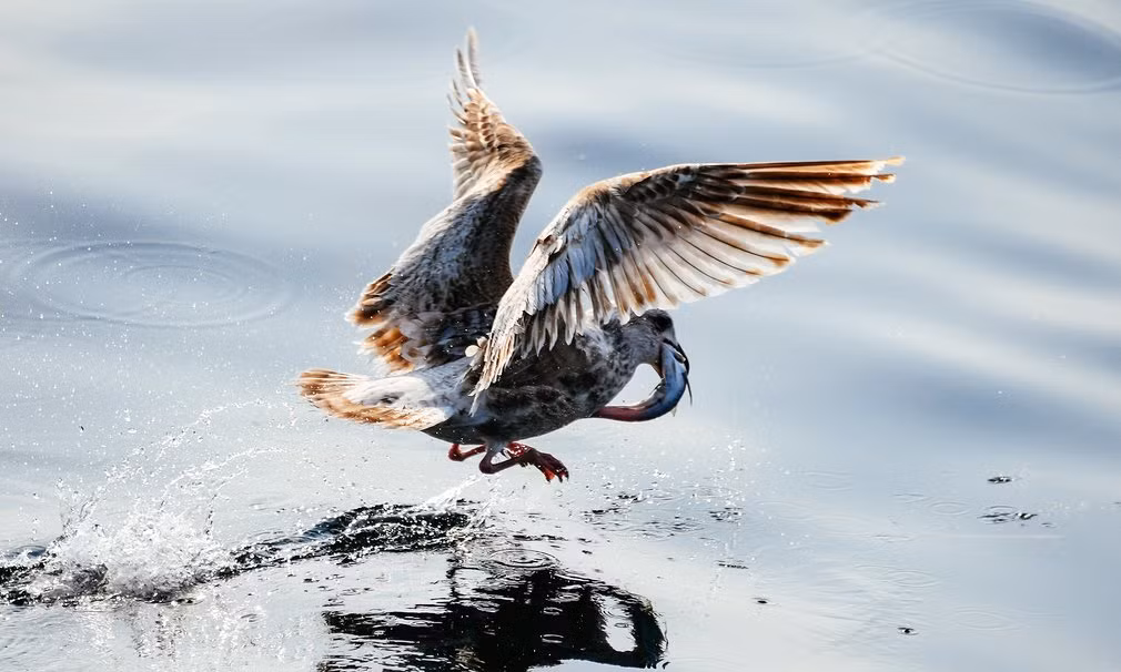 Chim mòng biển bắt cá ở ngoài khơi bờ biển Nga. (Nguồn Guardian)