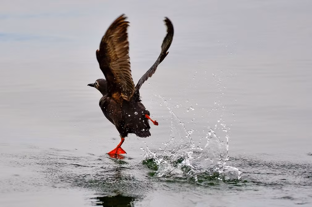 Chim uria bay trên mặt nước tại vịnh Avacha trên bán đảo Kamchatka, Nga. (Nguồn Guardian)