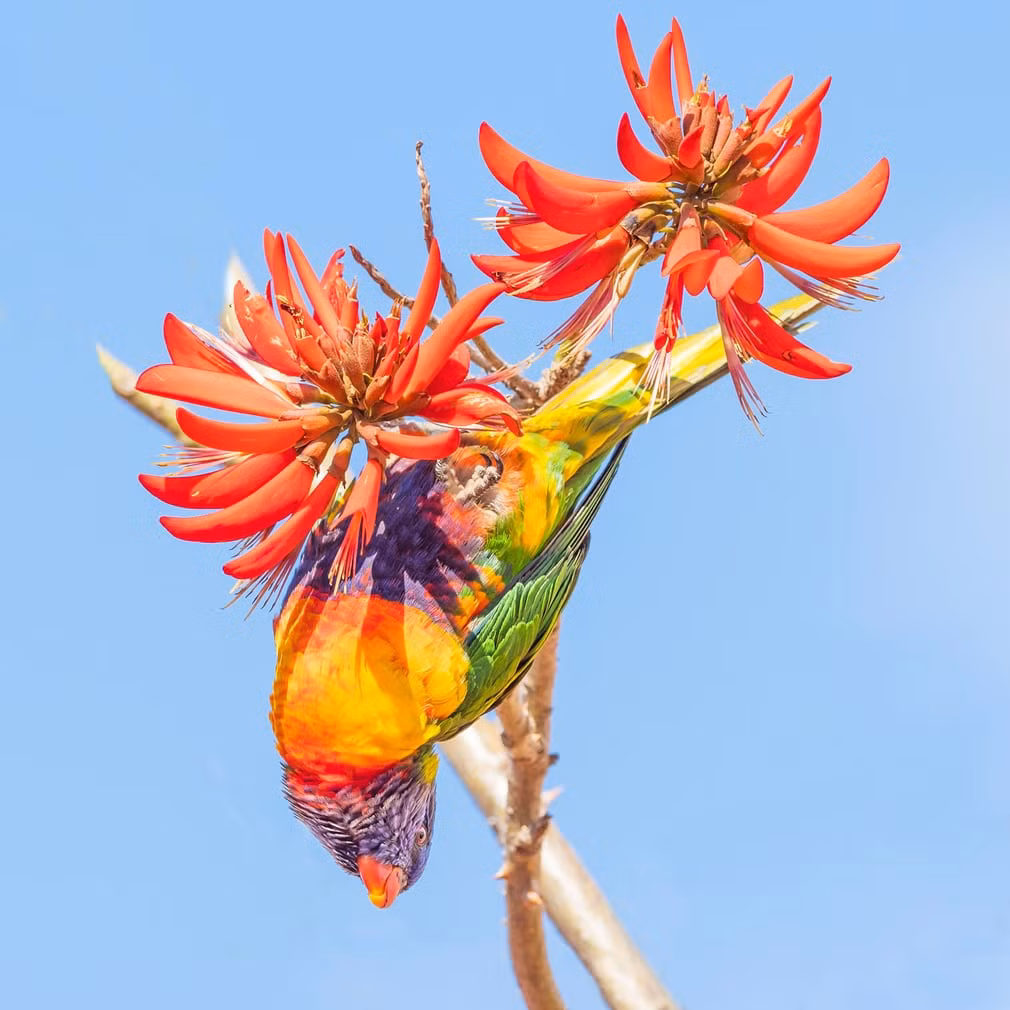 Vẹt cầu vồng hút phấn hoa trên cây san hô ở Australia. (Nguồn Guardian)