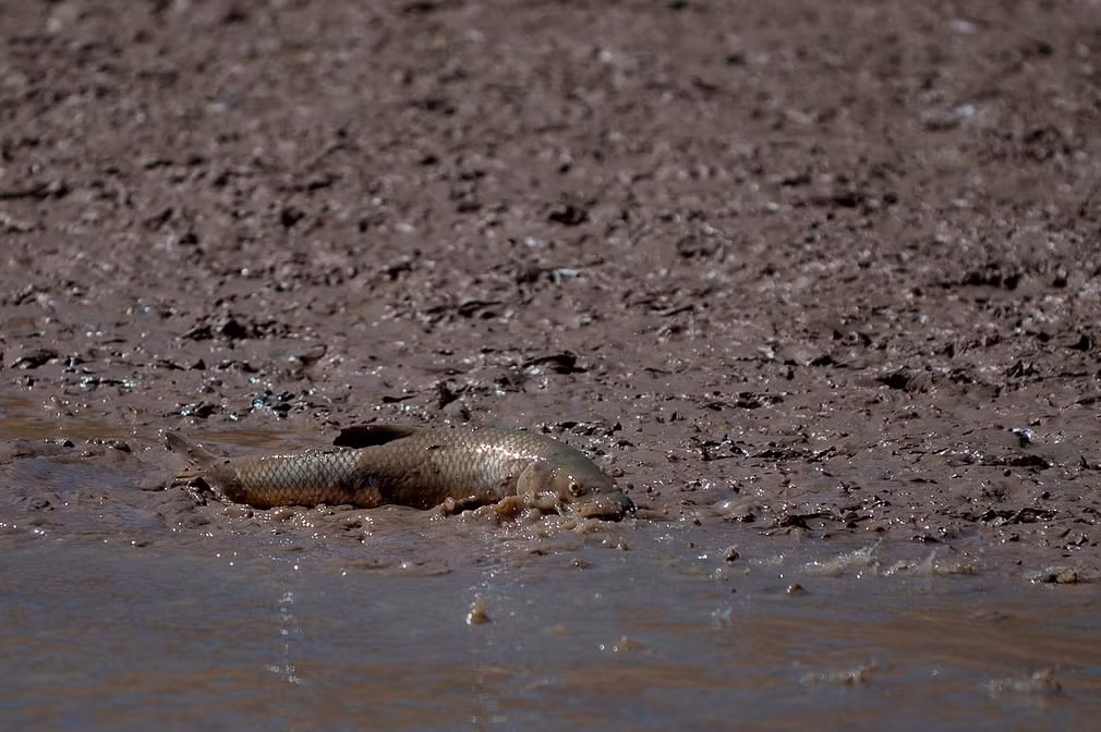 Cá cố gắng bơi xuống nước do tình trạng hạn hán tại hồ Guadalteba ở Los Campillos, Tây Ban Nha. (Nguồn Guardian)