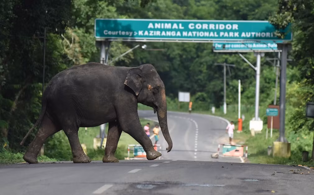 Voi đi qua đường giao thông trong vườn quốc gia Kaziranga ở bang Assam, Ấn Độ. (Nguồn Guardian)