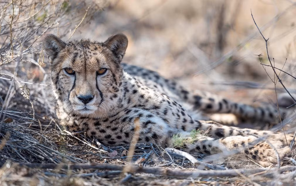 Báo đốm nằm nghỉ trong một công viên động vật hoang dã ở Botswana. (Nguồn Guardian)