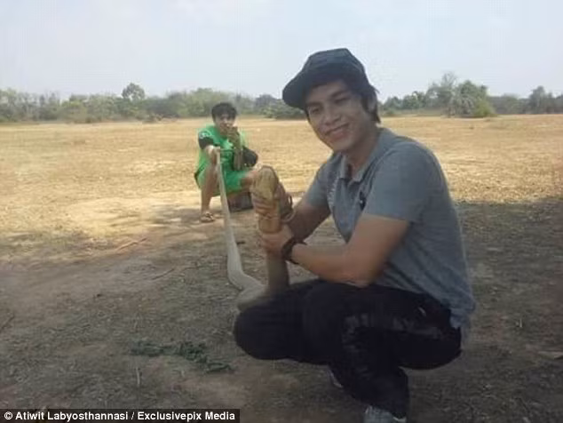 Hổ mang chúa là loài rắn độc dài nhất thế giới khi có thể phát triển dài tối đa 5,5 m. Một vết cắn của loài động vật này có thể chứa 7ml chất độc, đủ giết 20 người hoặc một con voi trưởng thành. (Nguồn Daily Mail)