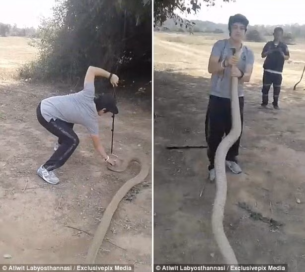 Sau khi đánh lạc hướng được con rắn hổ mang chúa, chàng thanh niên nhanh tay tóm chặt đầu của nó. (Nguồn Daily Mail)