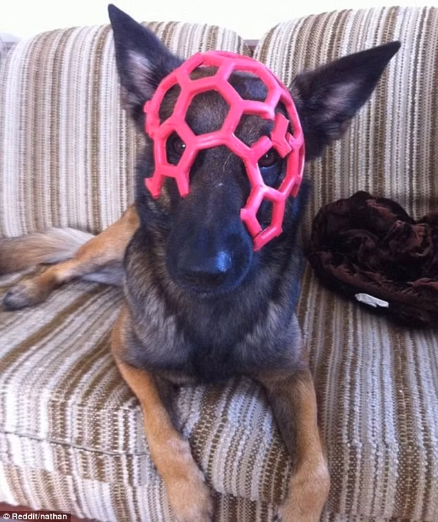 Chiếc mũ thời trang rất phong cách của chú chó này.