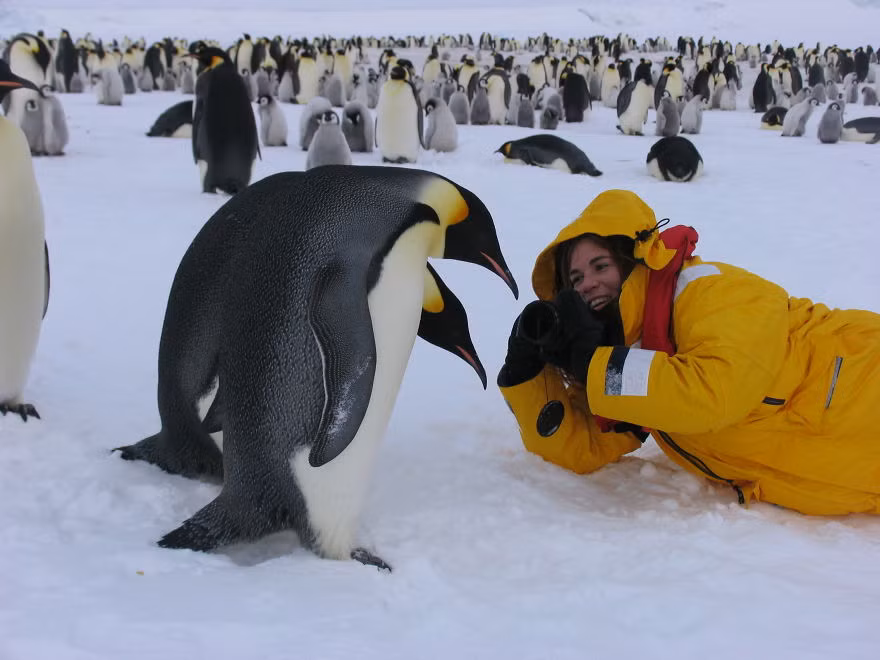 Nhiếp ảnh gia chụp ảnh động vật là một con chim cánh cụt hoàng đế ở Nam Cực. (Nguồn Bored Panda)