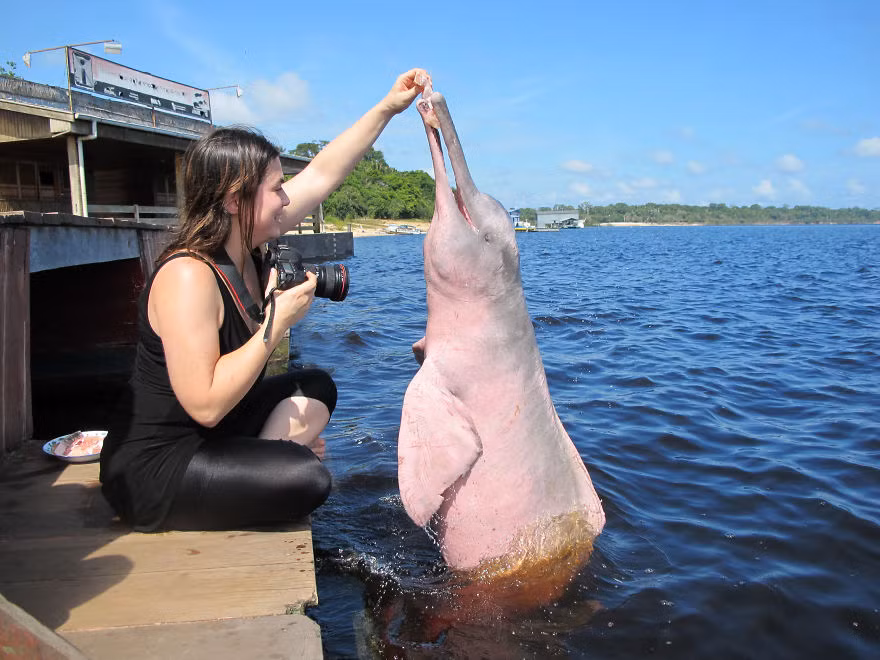 Cá heo hồng trên sông Amazon, Brazil. (Nguồn Bored Panda)