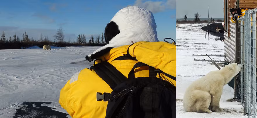 Gấu bắc cực ở Canada. (Nguồn Bored Panda)