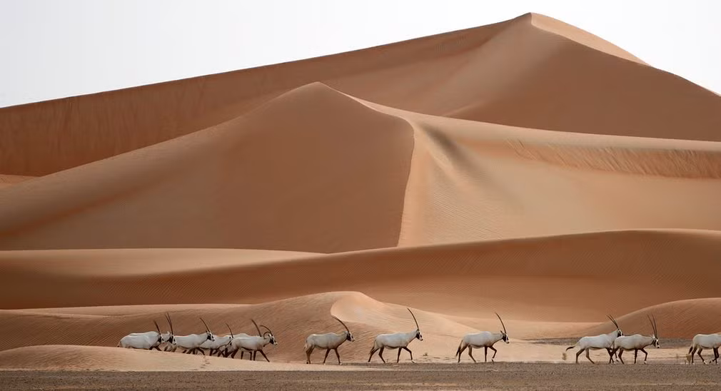 Linh dương sừng dài đi trên thảo nguyên khô cằn trong một công viên động vật hoang dã ở Um al-Zamool, Các tiểu vương quốc Ả Rập thống nhất. (Nguồn Guardian)