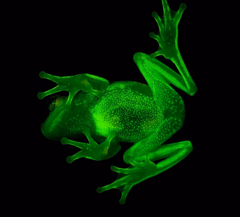 Ếch phát sáng đầu tiên trên thế giới được phát hiện gần thành phố Santa Fe ở Argentina. (Nguồn Guardian)