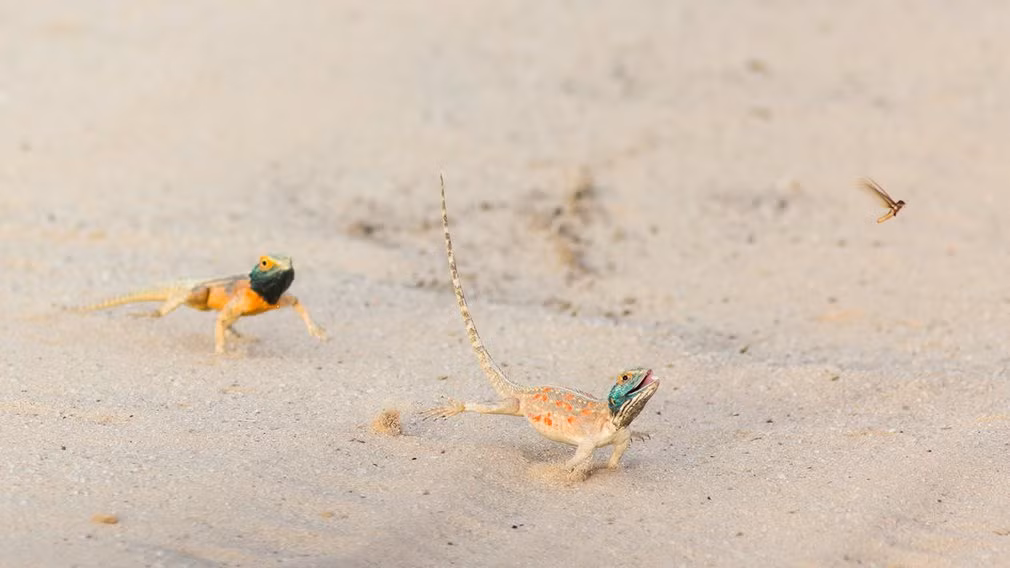 Hình ảnh động vật tuần đẹp ghi cảnh hai con nhông truy đuổi con mồi trong vườn quốc gia Kgalagadi, Nam Phi. (Nguồn Guardian)