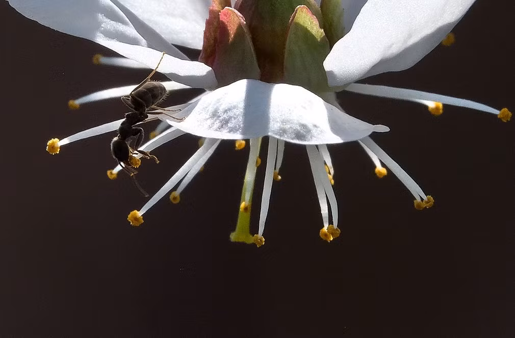 Kiến bò trên cánh hoa anh đào trong một khu vườn ở thành phố Moscow, Nga. (Nguồn Guardian)