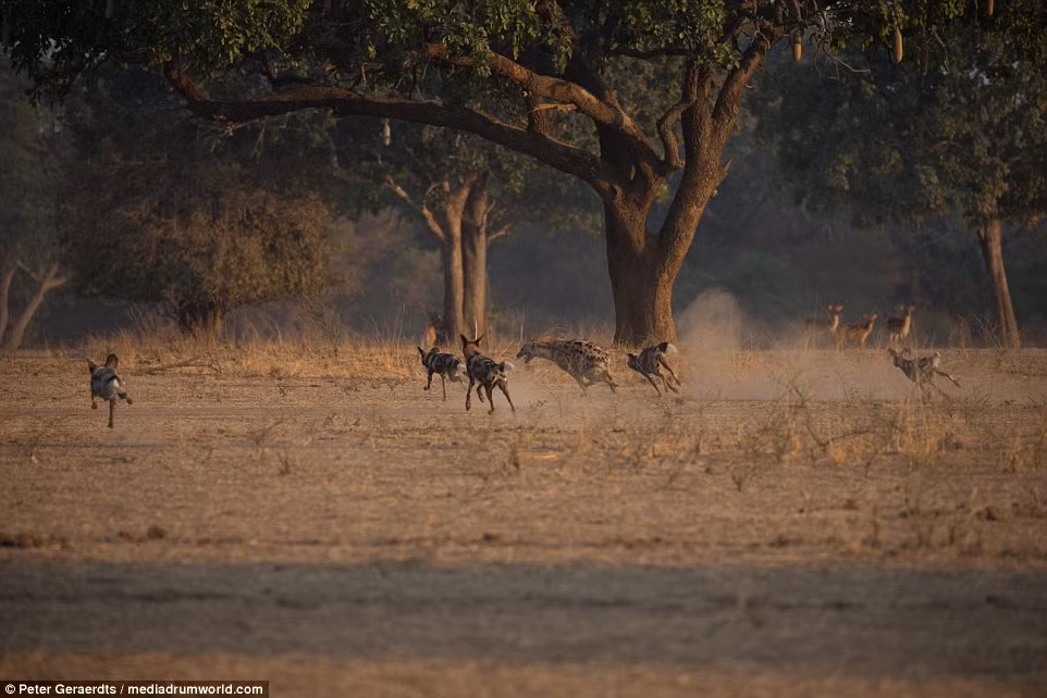 Sau một hồi, hai con linh cẩu đã phá được vòng vây của dàn cho hoang và bỏ chạy.