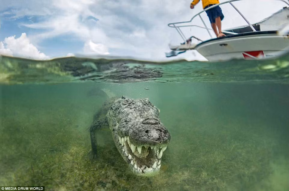 Một con cá sấu khổng lồ nhe răng đáng sợ trước ống kính máy ảnh. (Nguồn Daily Mail)