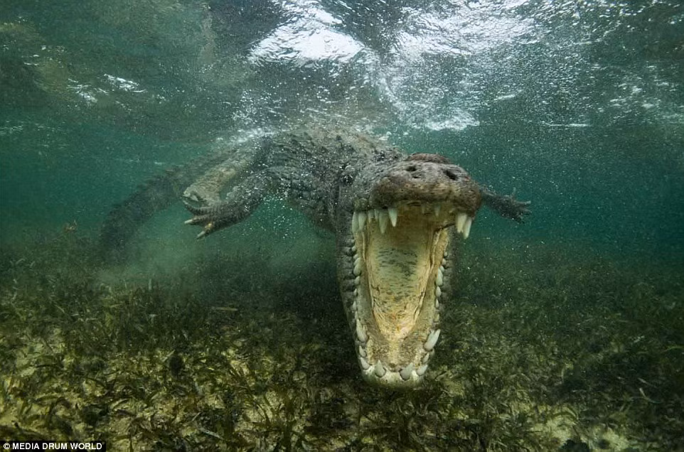 Một bức ảnh cho thấy cá sấu khổng lồ há miệng rộng trông rất đáng sợ. (Nguồn Daily Mail)