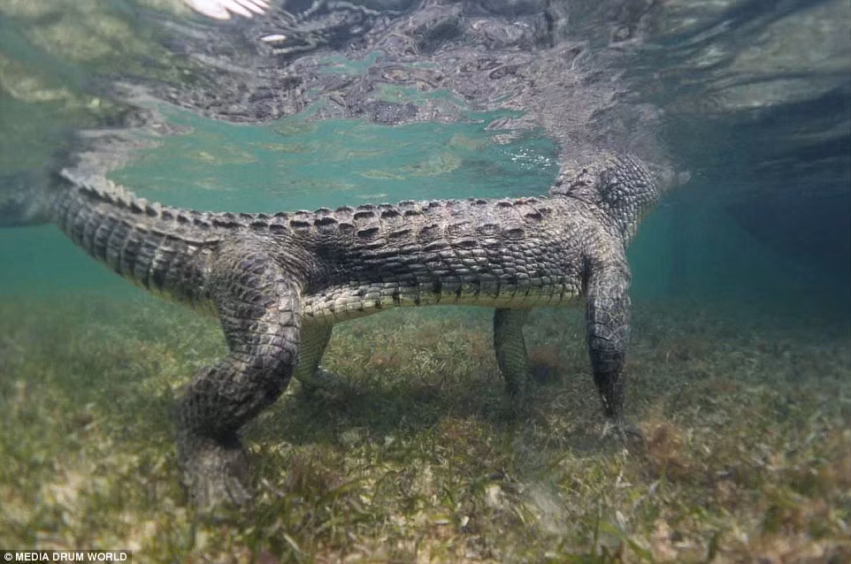 “Tôi đã hỏi nhà tổ chức tour du lịch thông tin về loài cá sấu nước mặn và cách tôi tương tác với chúng như thế nào khi ở dưới nước”, Knight nói. (Nguồn Daily Mail)
