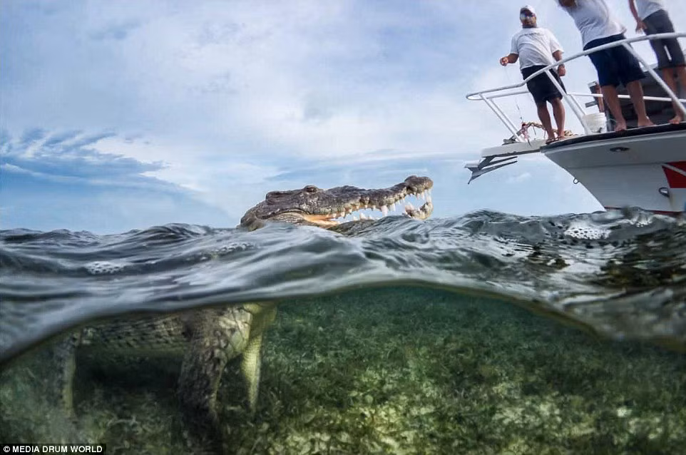 Khi cảm thấy đã hiểu về loài cá sấu nước mặn, Knight bắt đầu đặt camera để chụp ảnh chúng. (Nguồn Daily Mail)