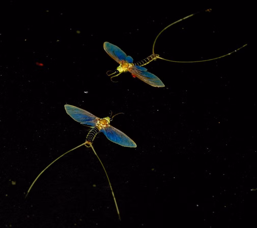 Phù du mới nở nổi trên sông Tisza gần thành phố Nagykoru, Hungary. (Theo Guardian)