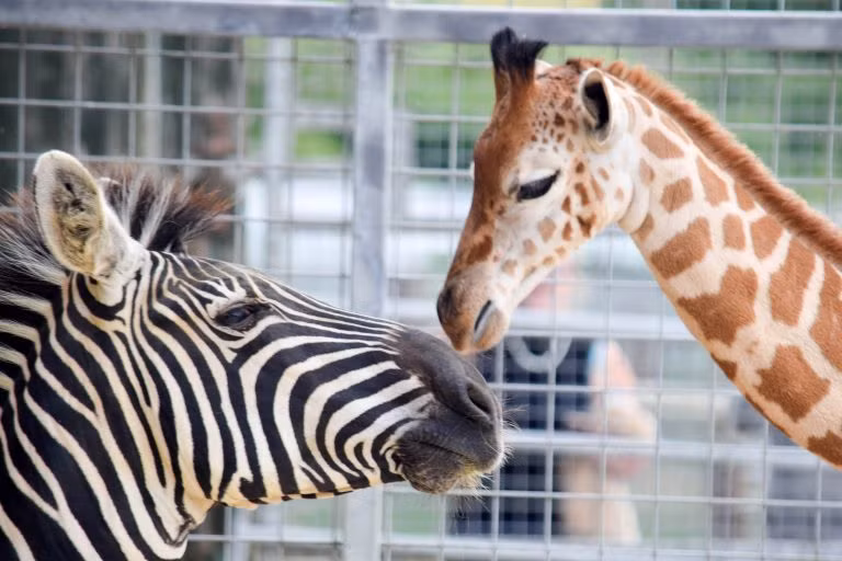 Điều đặc biệt là bố của hươu cao cổ Gus cũng từng là bạn thân của ngựa vằn Zebedee. (Nguồn StoryTrender)