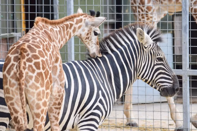 Phát ngôn viên của vườn thú cho biết: “Gerald, bố của hươu cao cổ Gus, đã kết bạn với ngựa vằn Zebedee từ khi chúng còn nhỏ. Tình bạn đó dường như đã đã truyền sang Gus sau khi bố của nó qua đời hồi đầu năm nay”. (Nguồn StoryTrender)