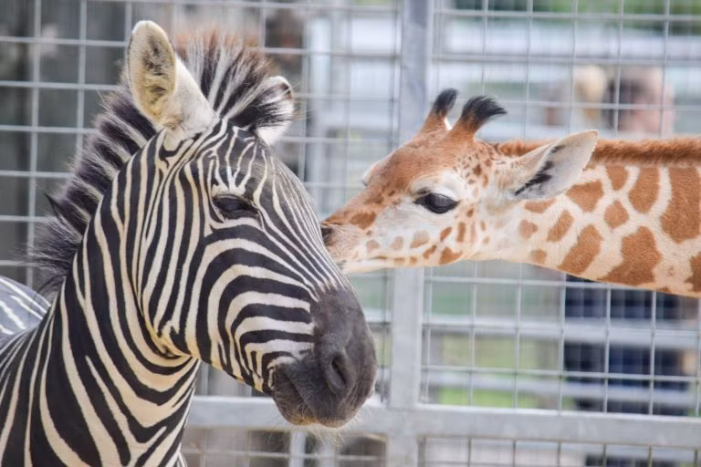 Vườn thú Noah’s Ark Farm đang nuôi dưỡng hơn 100 cá thể động vật có vú và thu hút 200.000 du khách mỗi năm. (Nguồn StoryTrender)