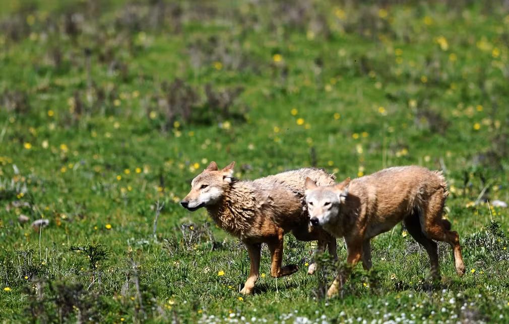 Hai con sói được thả trở lại môi trường hoang dã trên đồng cỏ Maqu ở Gannan, Tây Tạng. (Theo Guardian)