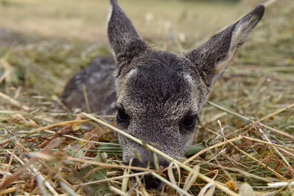 Hoẵng con mới chào đời gần ngôi làng Toledillo ở Soria, Tây Ban Nha. (Theo Guardian)