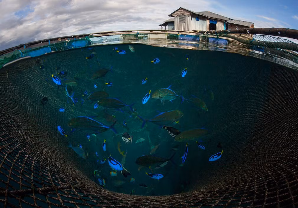 Cá được nuôi trong lồng để xuất khẩu tại Maluku, Indonesia. (Nguồn Guardian)