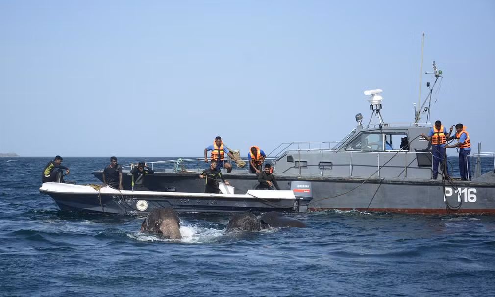 Tàu cứu hộ của Hải quân Sri Lanka cố gắng cứu 2 con voi bị cuốn trôi ra biển. (Nguồn Guardian)