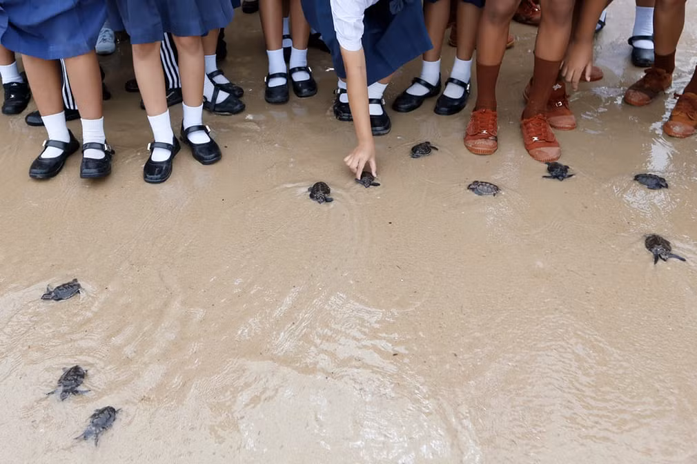 Học sinh ở Thái Lan thả rùa ra biển để mừng ngày sinh nhật của nhà vua Maha Vajiralongkorn. (Nguồn Guardian)