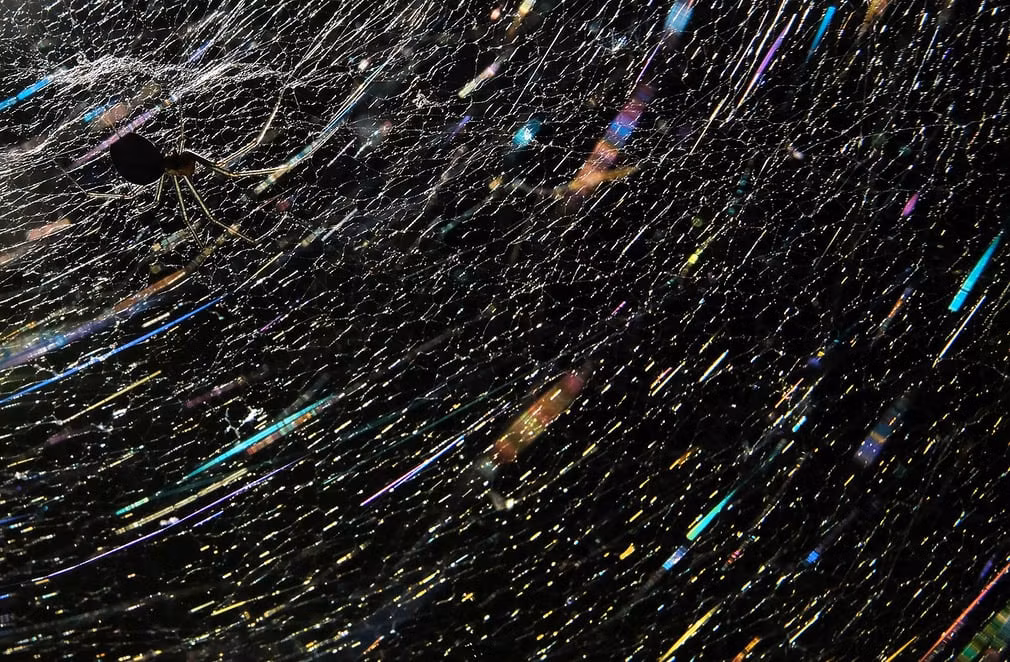 Nhện nằm chờ bắt mồi mắc lưới của nó trong một khu rừng ở ngoại ô thành phố Moscow, Nga. (Nguồn Guardian)