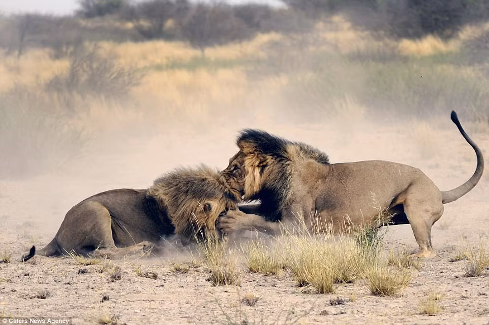 Nhiếp ảnh gia Pháp cũng cho biết hai con sư tử cái đứng chứng kiến cuộc chiến từ bên ngoài. (Nguồn Daily Mail)