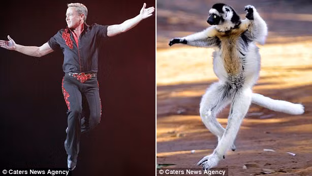 Những động tác rất mềm dẻo khiến nhiều người nghĩ rằng con vượn cáo đáng yêu này là một vũ công chuyên nghiệp. (Nguồn Daily Mail)