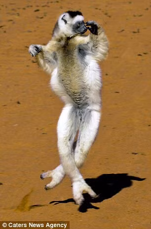 Vượn cáo thường “khiêu vũ” theo cách này khi chúng cần di chuyển từ khu rừng này sang khu rừng khác. (Nguồn Daily Mail)