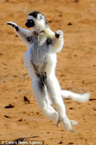 “Vì chân trước của chúng rất nhỏ, nên chúng cần nhảy theo cách hài hước này”, nhiếp ảnh gia Sbaraglia cho biết. (Nguồn Daily Mail)