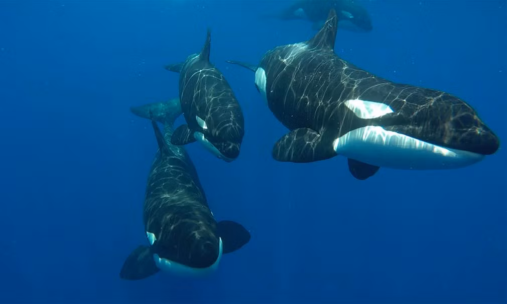 Đàn cá voi sát thủ bơi hướng về tàu của đoàn làm phim khi bị cá nhà táng tấn công ở ngoài khơi Sri Lanka. (Nguồn Guardian)