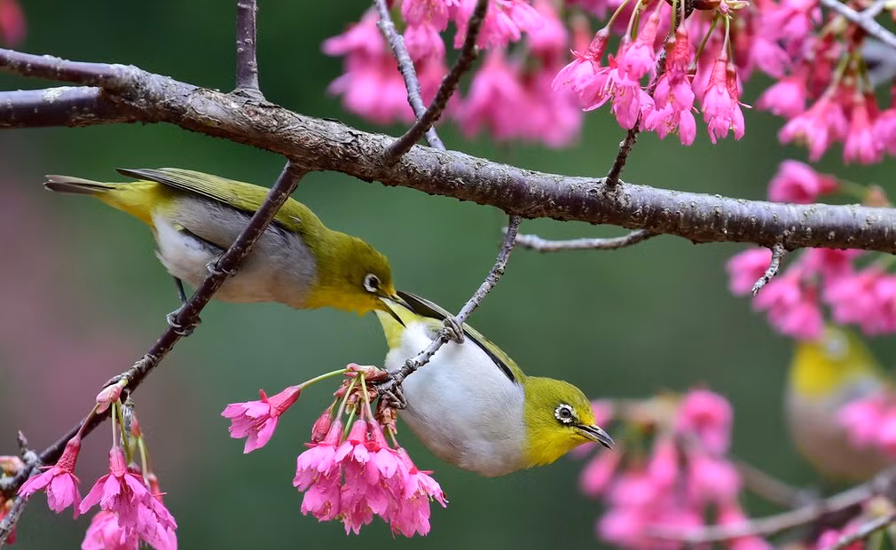Chim đậu trên cành hoa anh đào trong công viên tại thành phố Phúc Châu, Trung Quốc. (Nguồn Guardian)