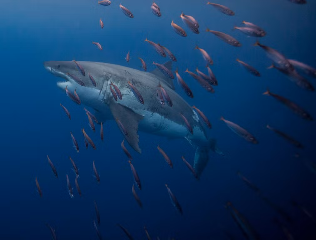 Cá mập trắng lớn bơi giữa đàn cá nhỏ ở ngoài khơi quần đảo Guadalupe, Mexico. (Nguồn Guardian)