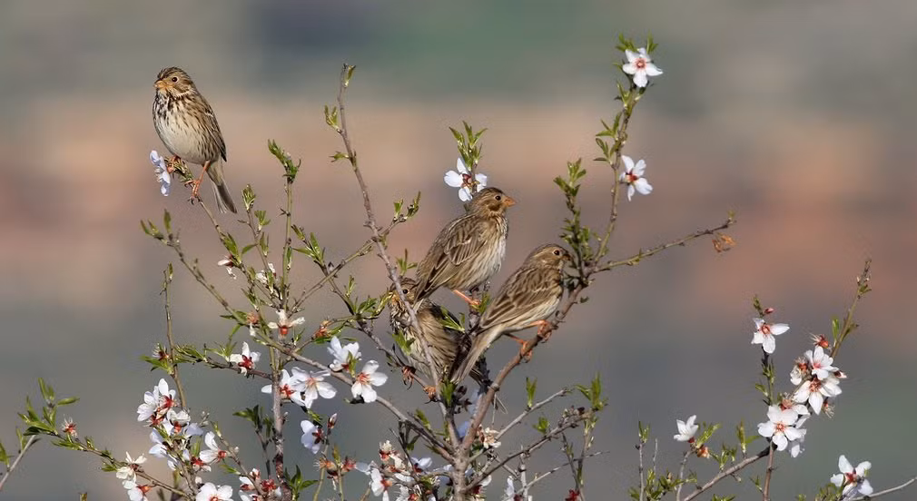 Chim sẻ đất đậu trên cây nở hoa rực rỡ gần thành phố Jenin, Bờ Tây. (Nguồn Guardian)