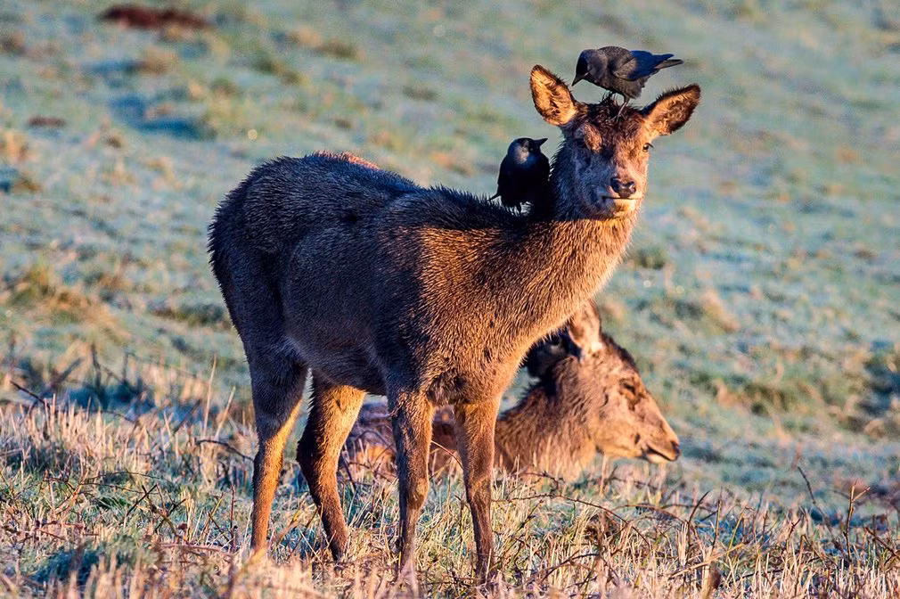 Những con quạ đậu trên đầu hươu khi nó đang gặm cỏ lúc sáng sớm gần thành phố Bristol, Anh. (Nguồn Guardian)