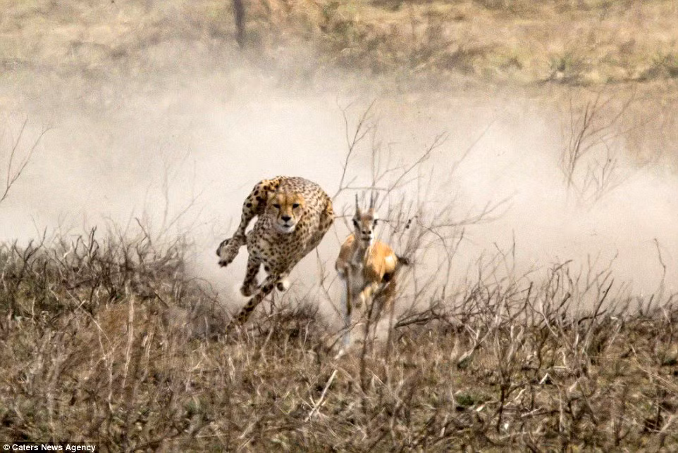 Cuộc đua tốc độ nghẹt thở giữa báo gấm và linh dương gazen. (Nguồn Daily Mail)