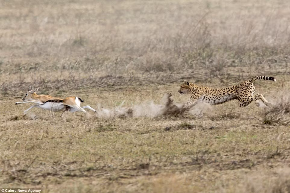 Báo gấm mẹ săn linh dương để lấy thức ăn cho đàn con của nó. (Nguồn Daily Mail)