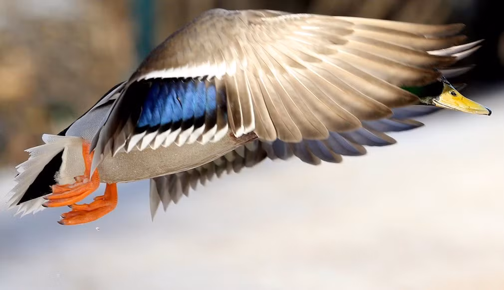 Vịt hoang bay trong khu bảo tồn thiên nhiên Peterhof ở Nga. (Nguồn Guardian)