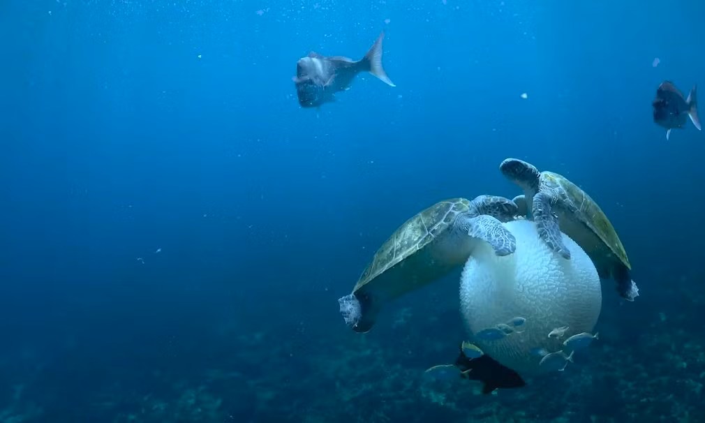 Hai con rùa xanh đang ăn thịt sứa ở ngoài khơi vịnh Byron, Australia.